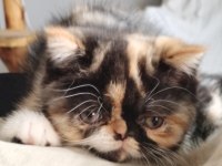 CFA KAYITLI ANNE VE BABA YAVRU KEDİMİZ