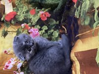 A kalite british shorthair ve scottish fold bebekler