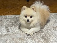 Pomeranian tilki surat köpeğimiz