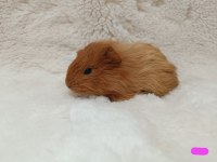 Guinea Pig Bebekler