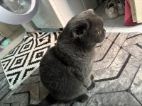 Sevimli scottish fold kedimiz yumak