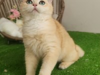 British Shorthair Yakışıklı Yavru Karşınızda