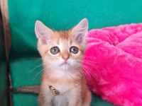 British Shorthair Kedisi