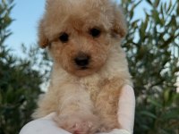 TOY POODLE BEBEKLERİ