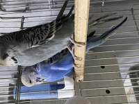 Jumbo çift altında yumurtaları ile birlikte muhabbet kuşu