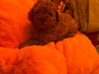 Toy poodle yakışıklı güzel bebeklerimiz