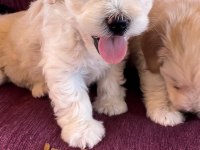 Terrier yavrularımız