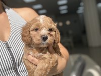Yakışıklı Maltipoo Miniş