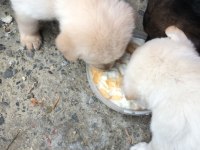 Golden Retriever Yavrusu Sahiplendirmek İstiyorum