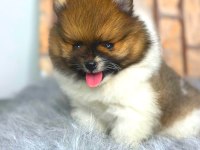 ayıcık suratlı pomeranian boo