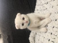 Yavru saf kan scottish fold bebekler acil yuva arıyor