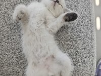 Blue point erkek yavru british shorthair