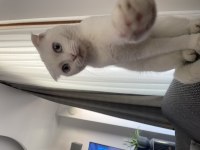 Dişi scottish fold