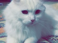 Ankara kedisi dişi
