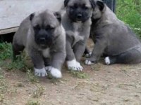 SİVASTAN SAFKAN KANGAL YAVRULARI