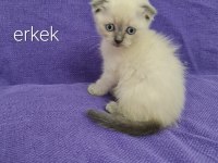 2 aylık bu sevimli scottish fold