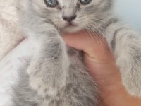 Yavru yeni mama yemeye başladı kedilerim
