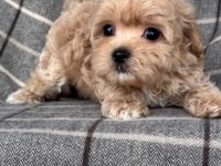 Mini Maltipoo Kore Anne Babadan Yavrular 