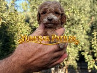 Orijinal Toy Poodle