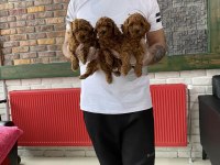 Wc eğitimli toy poodle yavrular ret brown safkan ankara