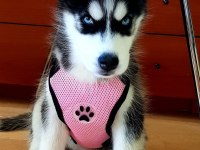 Mavi Gözlü Husky Şekerlemeler
