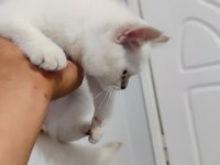 2 aylık sevimli british shorthair yavrumuz