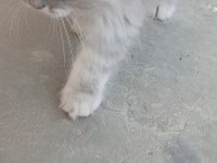 Kedi 2 aylık british shorthair mama yiyor
