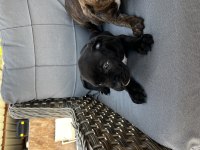 Cane Corso Yavrularımız