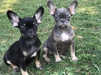 French bulldog prensesler