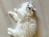 Erkek Ragdoll bebek