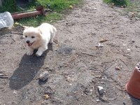 Golden retriever kırması 2 aylık yavrular