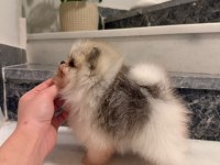 Pomeranian boo ayı surat bal