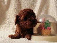 Teacup Kore Poodle