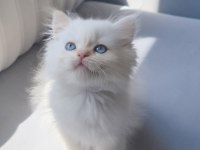 3 Minik Prens Kedimiz Evde Yatılı İş Arıyor