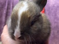 CÜCE NETHERLAND DWARF TAVŞAN YAVRULARIMIZ