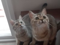 Black Golden British Shorthair prensesler