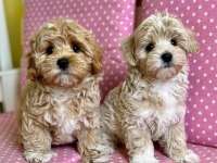 F2 MALTİPOO YAVRULARI