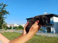 ÜST DÜZEY MALİNOİS KAN HATTINA SAHİP REZERVE AÇIK