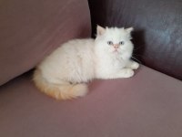 Beyaz Prens İran Kedisi