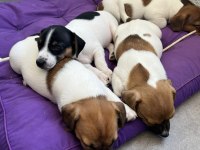 Jack Russell