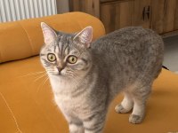 British shorthair Ankara ve çevresi ücretsiz sahiplendirme