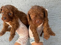 Toy poodle yavrularımız çiftliğinden