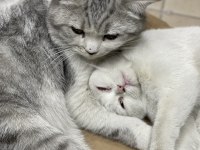 Erkek 1 yaş dişi 5 aylık british shorthair