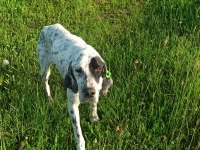 Dalmaçyalı köpeğimiz ÜCRETSİZ SAHİPLENDİRİLECEK