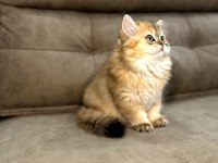 British longhair full şecereli babanın yavruları