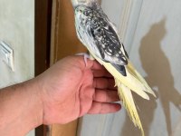 47 GÜNLÜK PİED SULTAN PAPAĞANI BEBEK