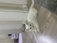 3 aylık british longhair yavrumuz