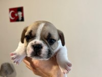Erkek French Bulldog