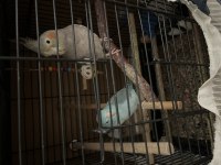 1 adet sultan 1 adet forpus
