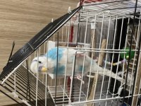Satılık güzel renkte muhabbet kuşu